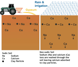 تجارب کشاورزیان در استفاده از گچ کشاورزی